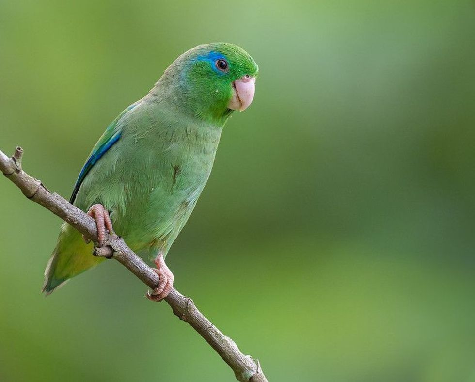 Parrotlet lifespan can be increased by providing them a healthy diet for feeding and some freshwater.