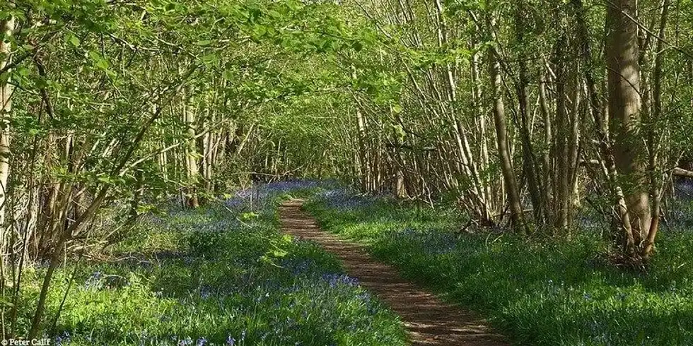 path in the woods