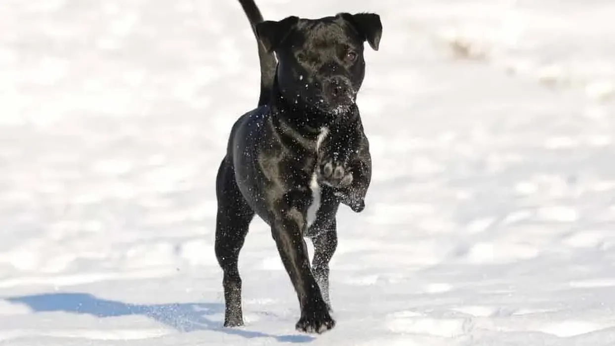 Patterdale Terrier is a smooth coated dog with high energy