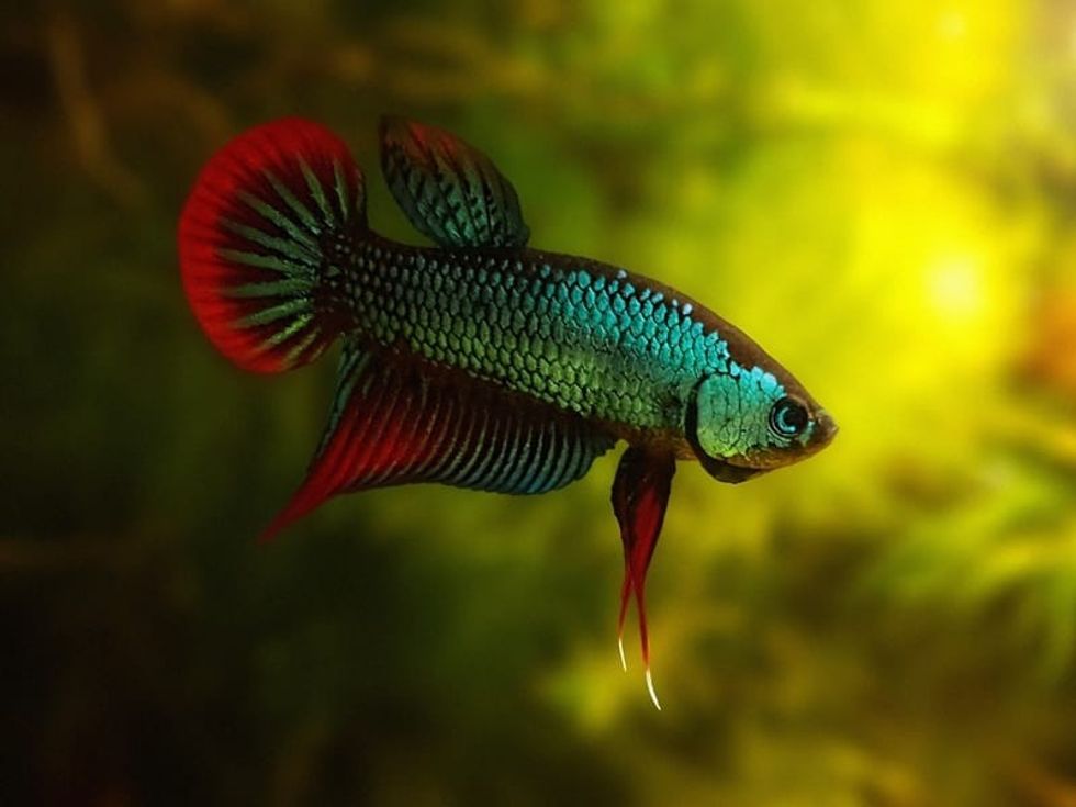 Fun Spotfin Betta Facts For Kids | Kidadl