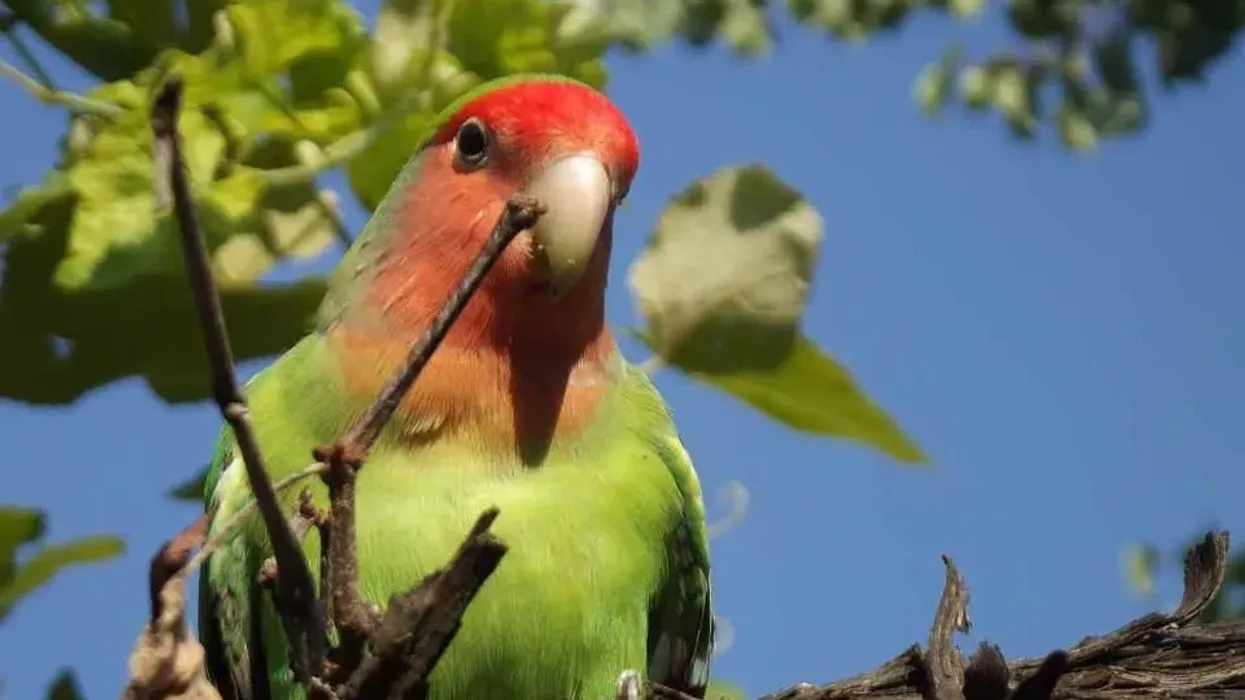 Peach-faced lovebird facts about the lovebird species.