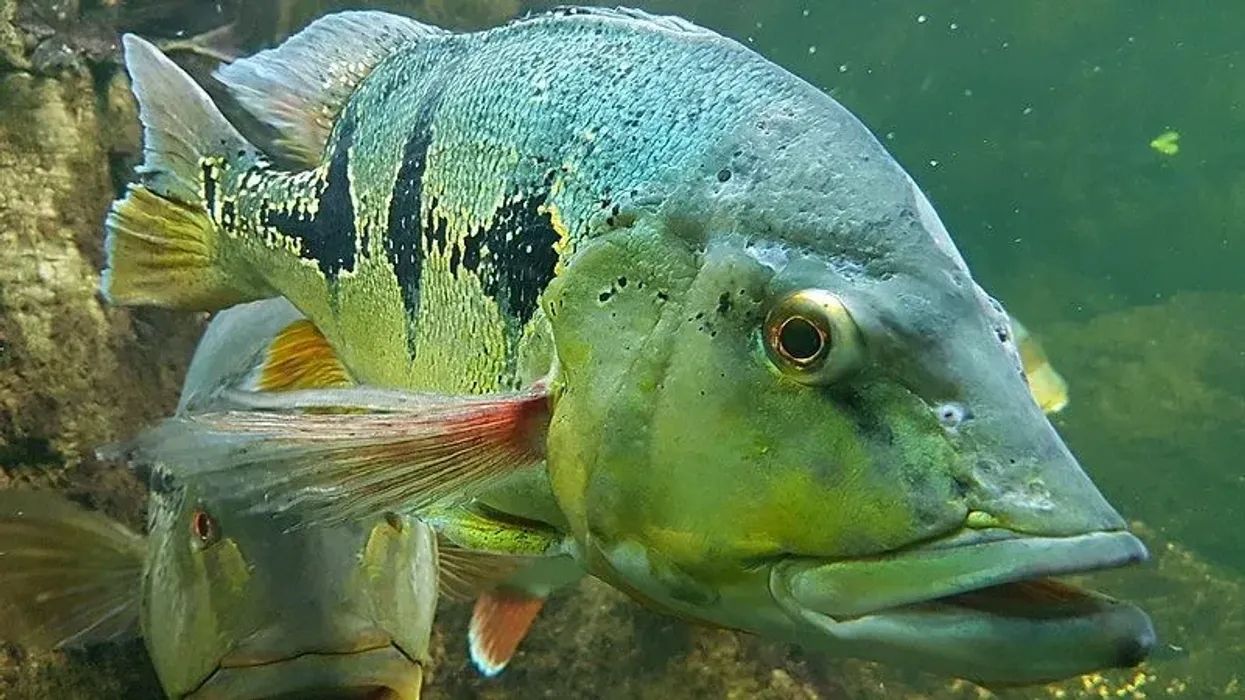 Peacock bass facts are about butterfly peacock bass, Amazon peacock bass, and more.