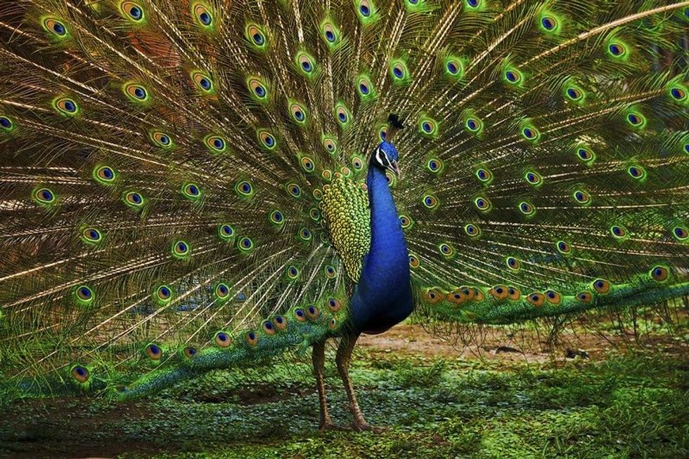 Peacock in a garden