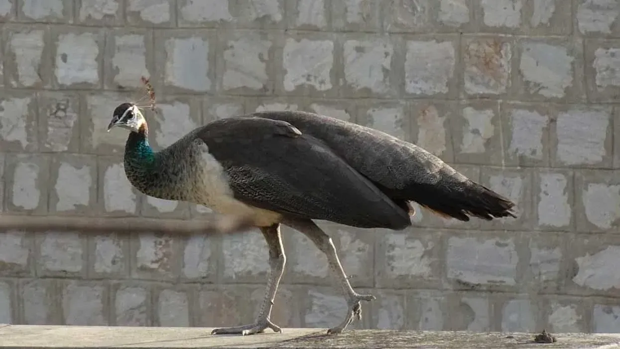 Peahen facts are interesting!