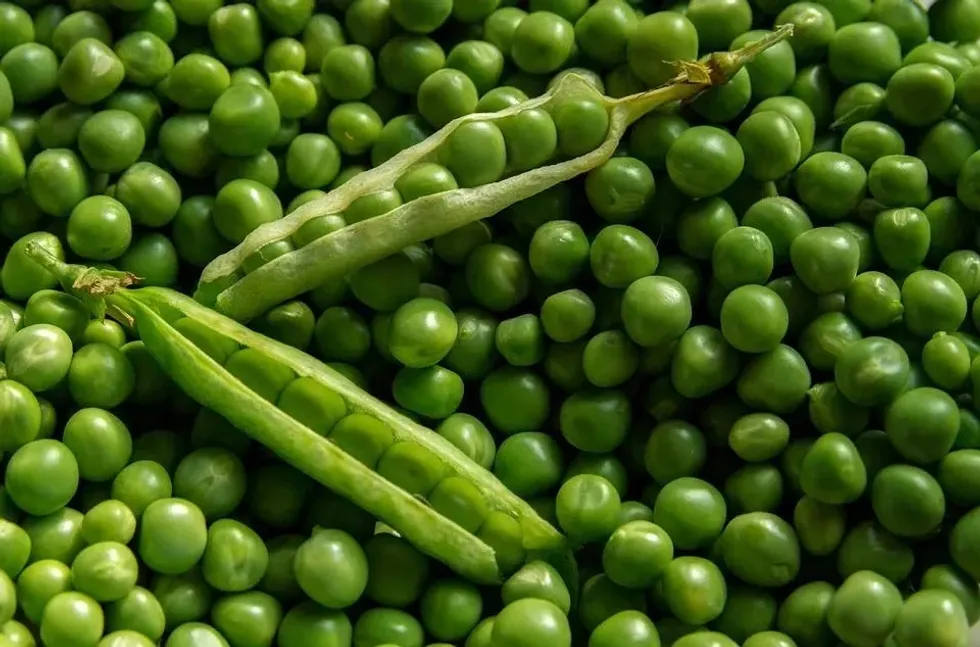 Peas' nutrition facts state that green peas are one of the most protein-rich legumes.