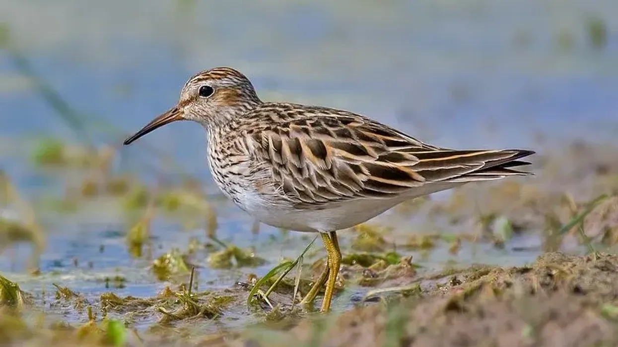 Pectoral sandpiper facts about the medium sized bird species native to North America.