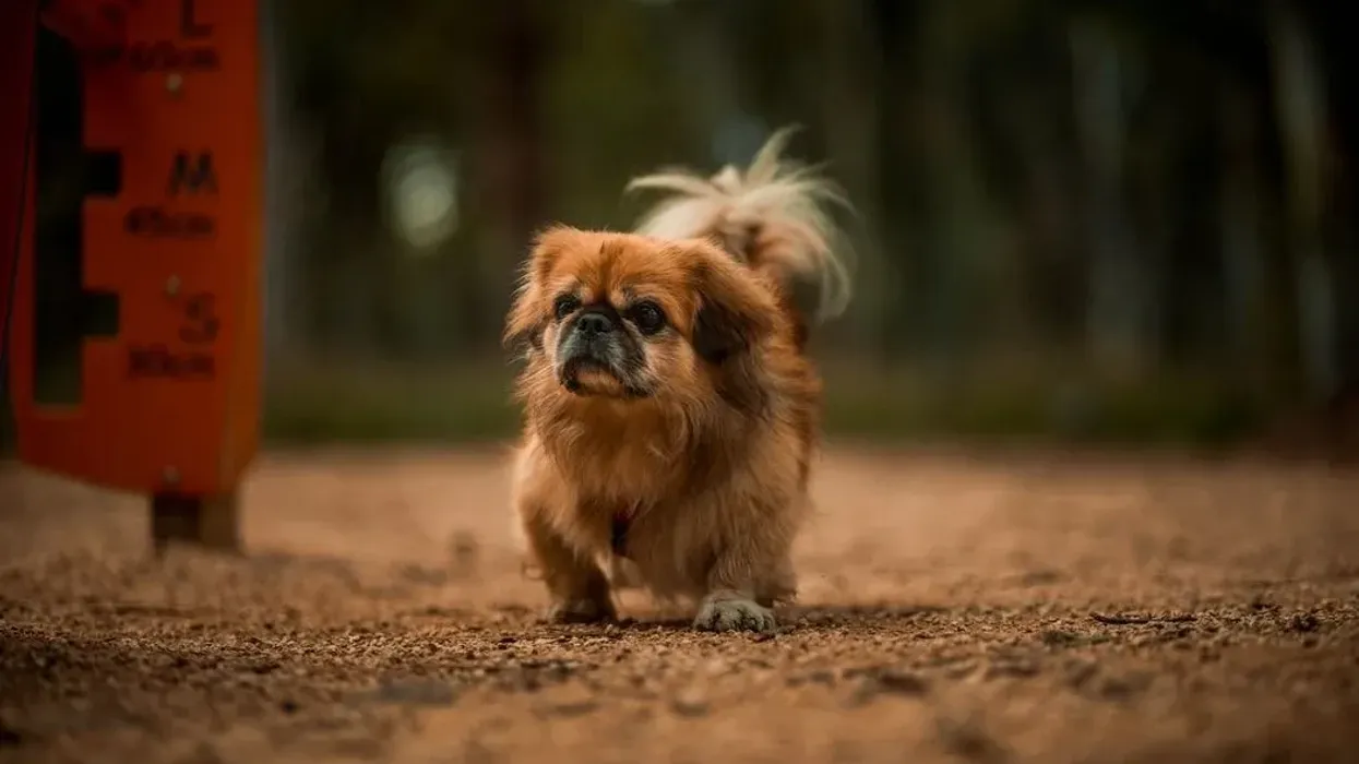 Pekingese facts about the small Chinese dog breed.