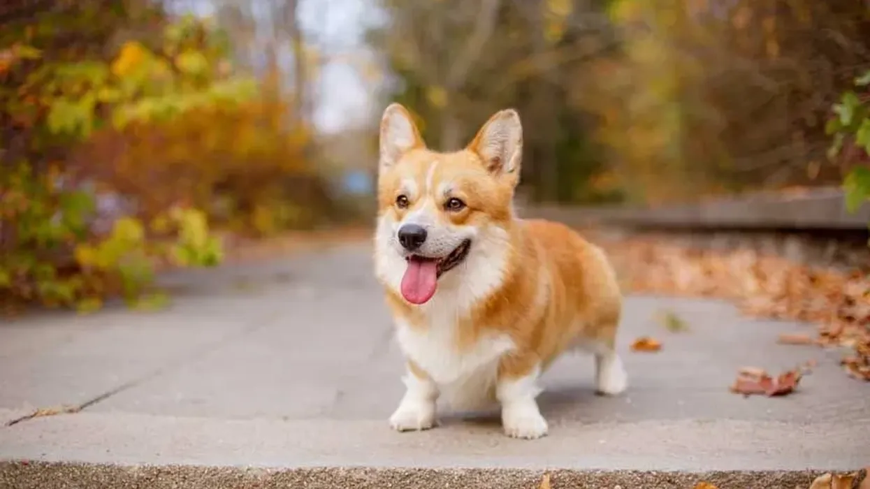 Pembroke Welsh Corgi facts like a dog named Rufus was the unofficial mascot of Amazon are interesting