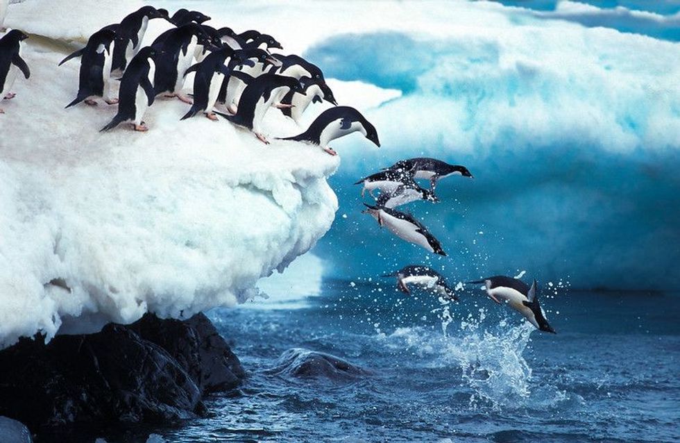 Penguin Group leaping into Ocean Antarctica.