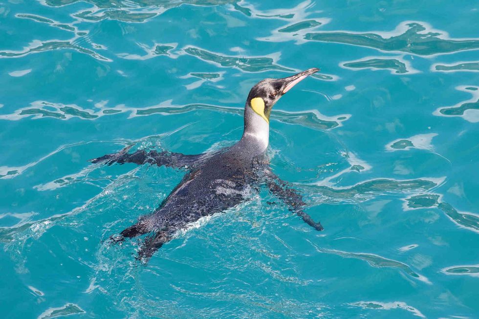 Penguin swimming in water.