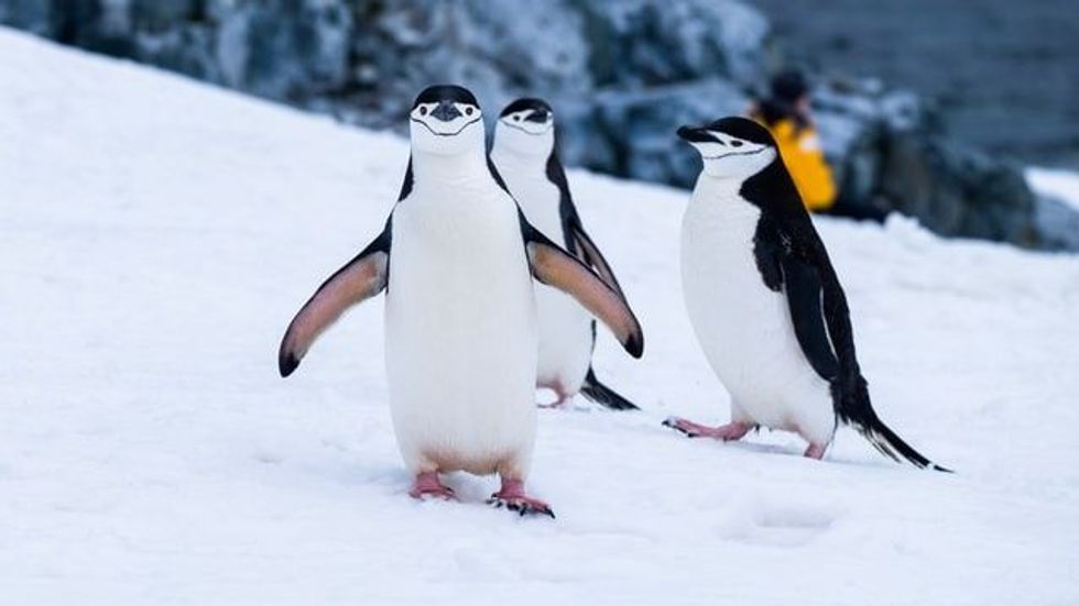Penguins are flightless, torpedo-shaped birds. Read on to know more cool penguin facts!