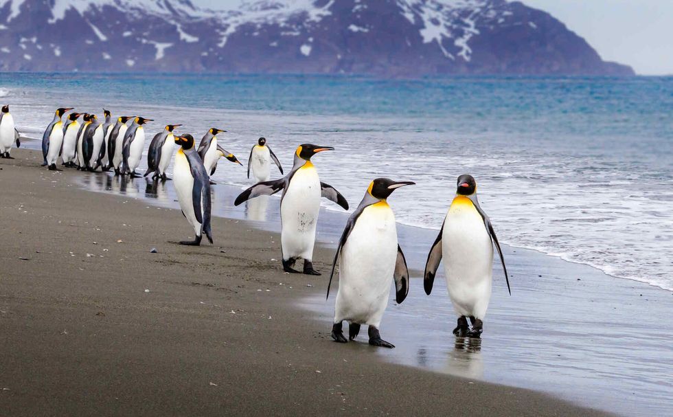 Penguins walk down the beach.