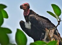 People from all around the world celebrate this event to raise awareness.