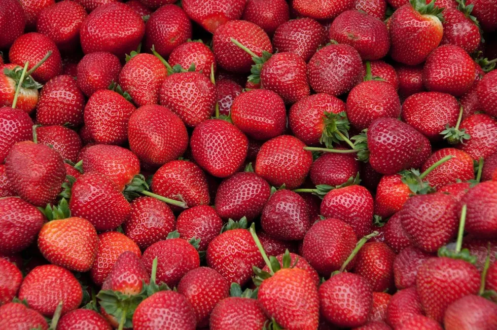 People of all ages celebrate California Strawberry Day.