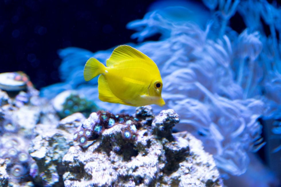 People often refer to a social media site to read about different types of created coral names and types of coral girl names.