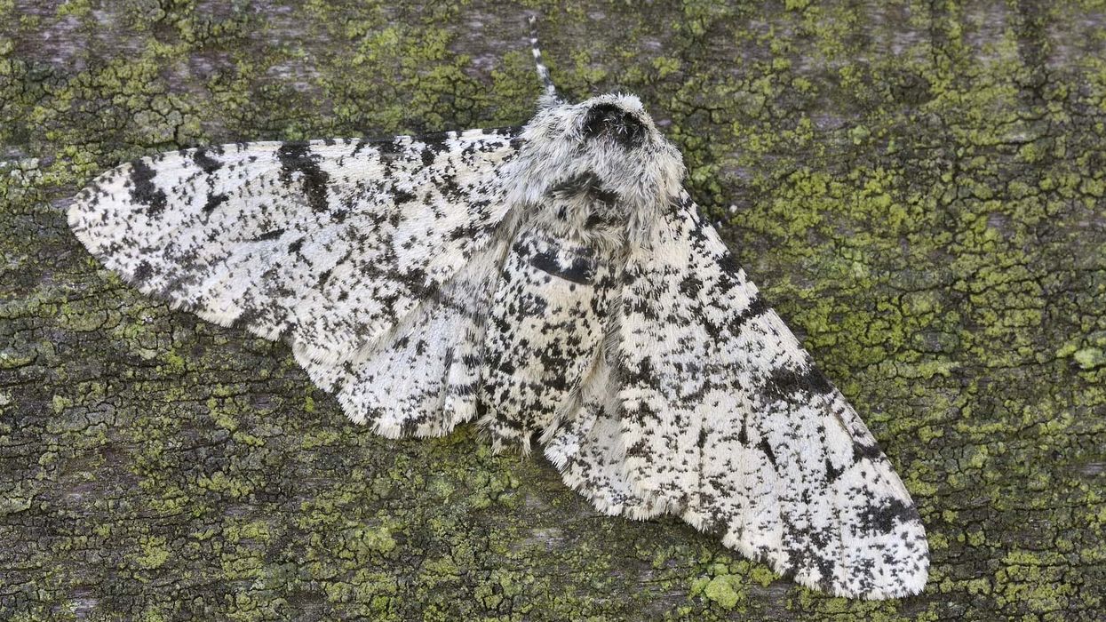 Peppered moth facts give an insight into evolution.