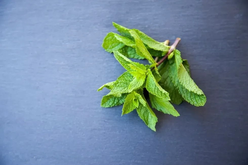 Peppermint nutrition facts are informative and interesting to read for everyone.