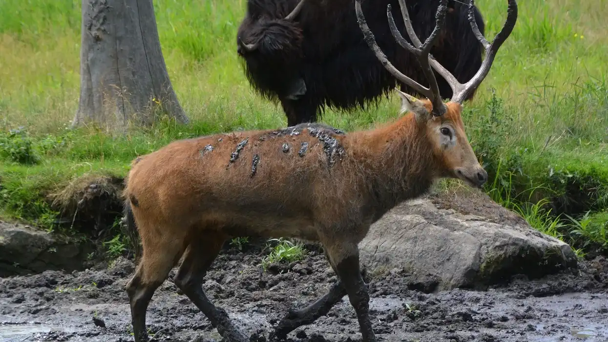 Pere David's Deer Fact File