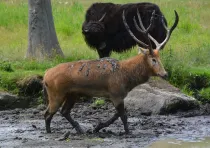 Pere David's Deer Fact File