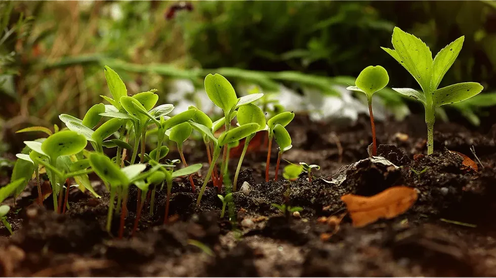 Permaculture design was first developed in Australia in the '70s.