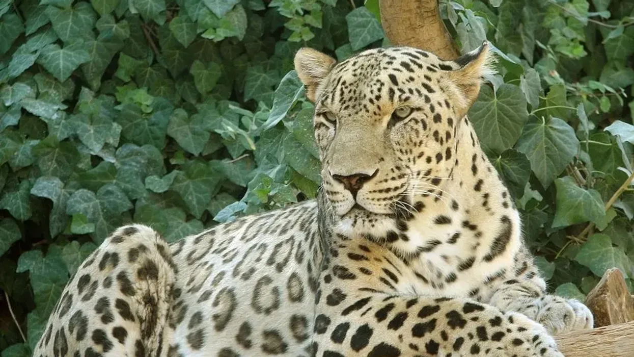 Persian leopard facts, one of the largest leopard subspecies in the world.