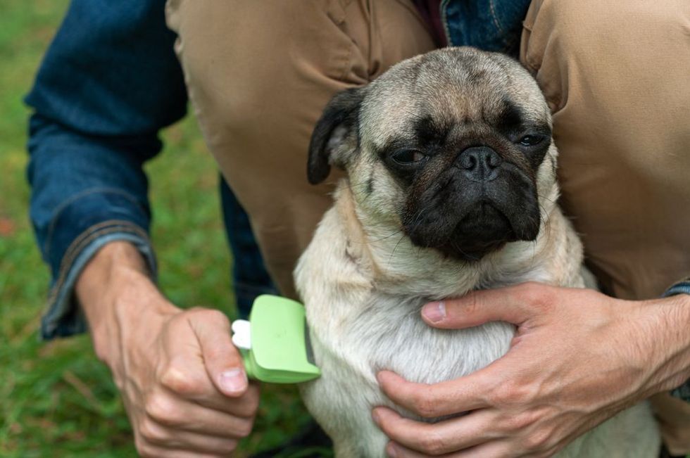 Person combs dog with a metal grooming comb. seasonal molting of pets and removal of excess undercoat by the owner