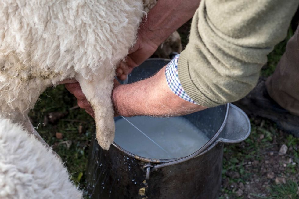 Person milking the sheep.