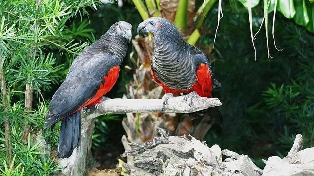 Pesquet's parrot facts illustrate the characteristics of these noisy parrots endemic to New Guinea.