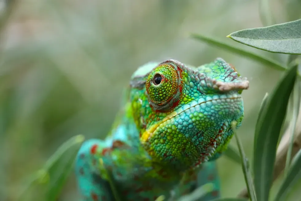 Pet chameleon names are highly sought after by pet parents.