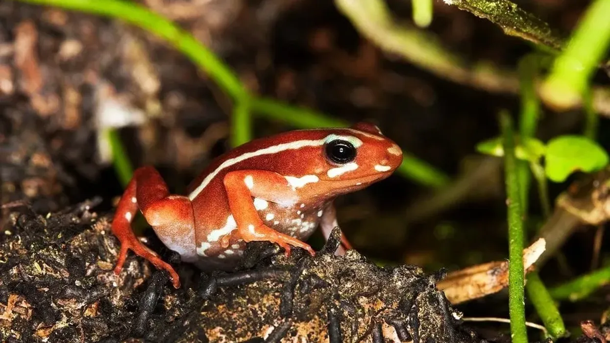 Phantasmal poison frog is a species of frog endemic to Ecuador.