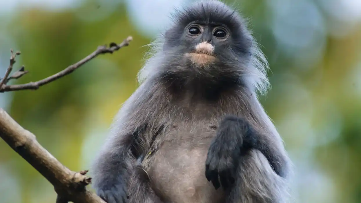 Phayre's leaf monkey facts will leave you in awe of this unique animal.