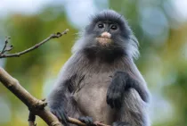 Phayre's leaf monkey facts will leave you in awe of this unique animal.