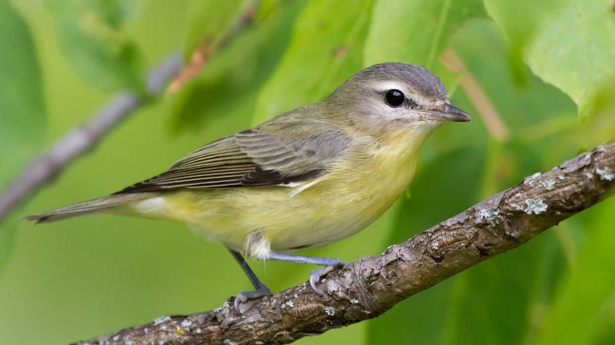 Philadelphia Vireo facts about the North American birds.