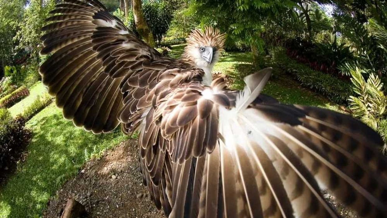 Philippine eagle facts, this is a monkey-eating eagle.