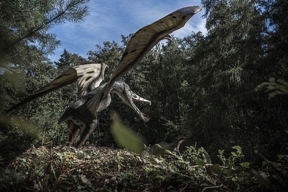 Phosphatodraco facts are interesting.