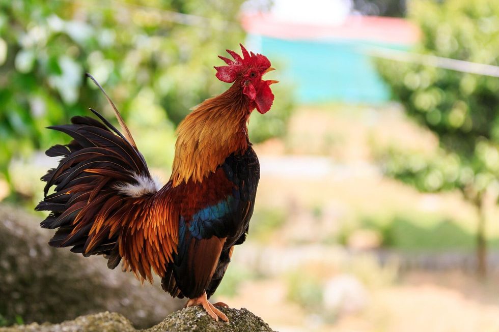 Photo of a male Colorful Rooster crowing