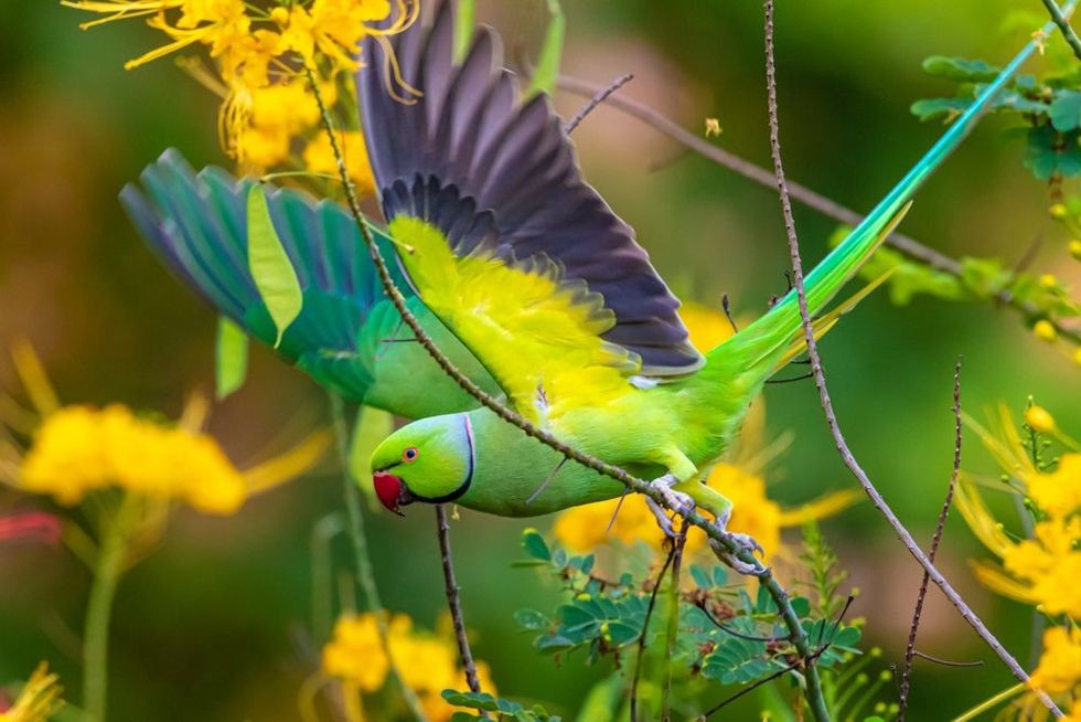 Photo of a male rose-ringed parakeet