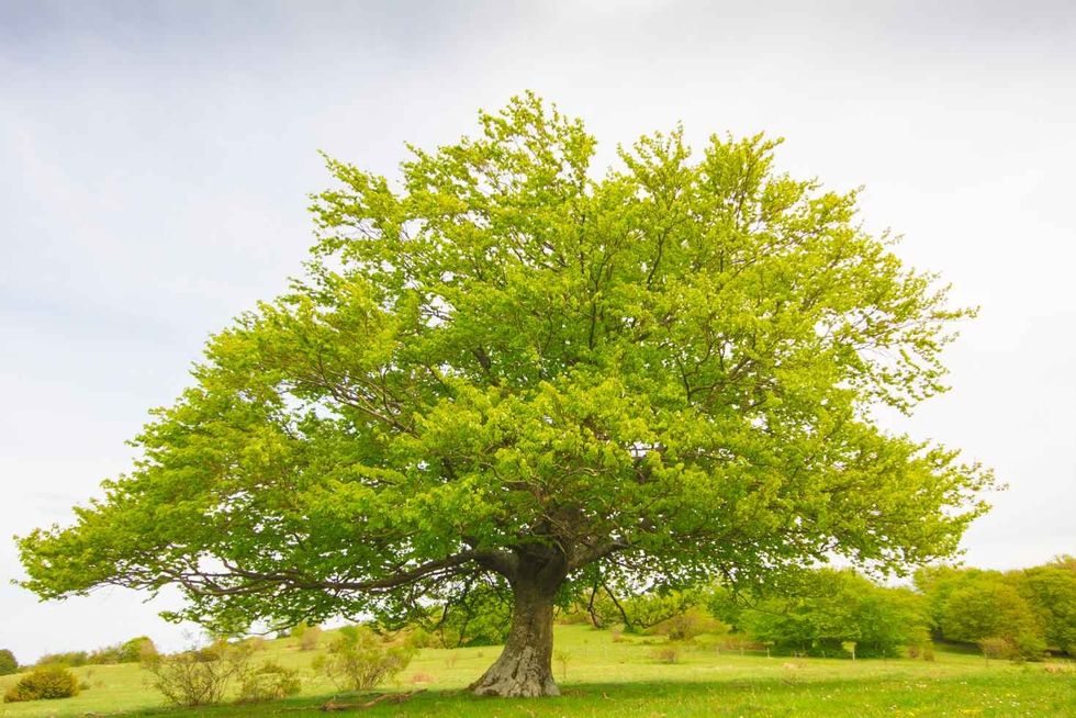 Photo of big beech tree isolated on the top of the hill