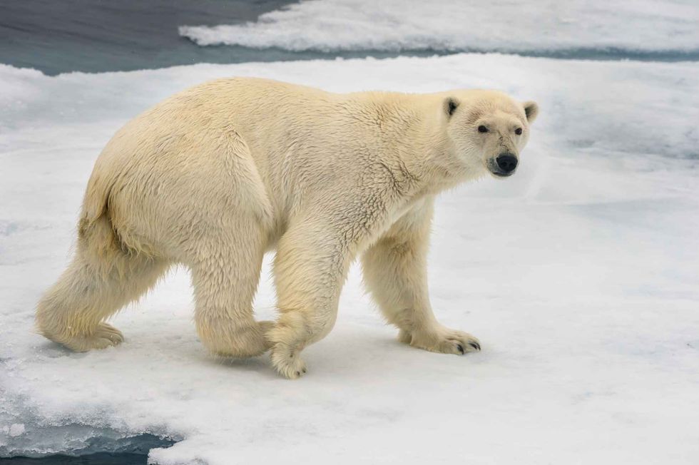 photo of polar bear in Canada