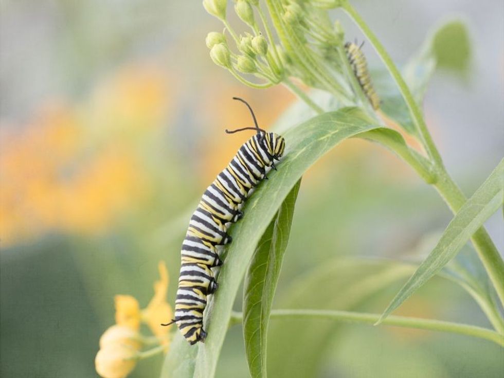 Photograph of a full grown monarch caterpillar.