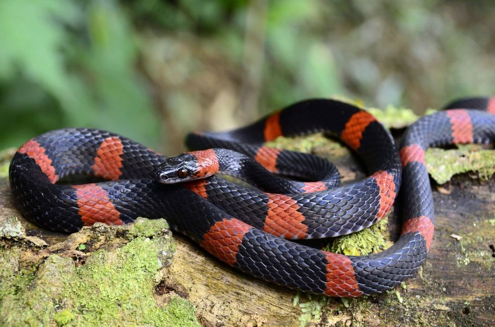 Photograph of the head of an Eastern Milk Snake.
