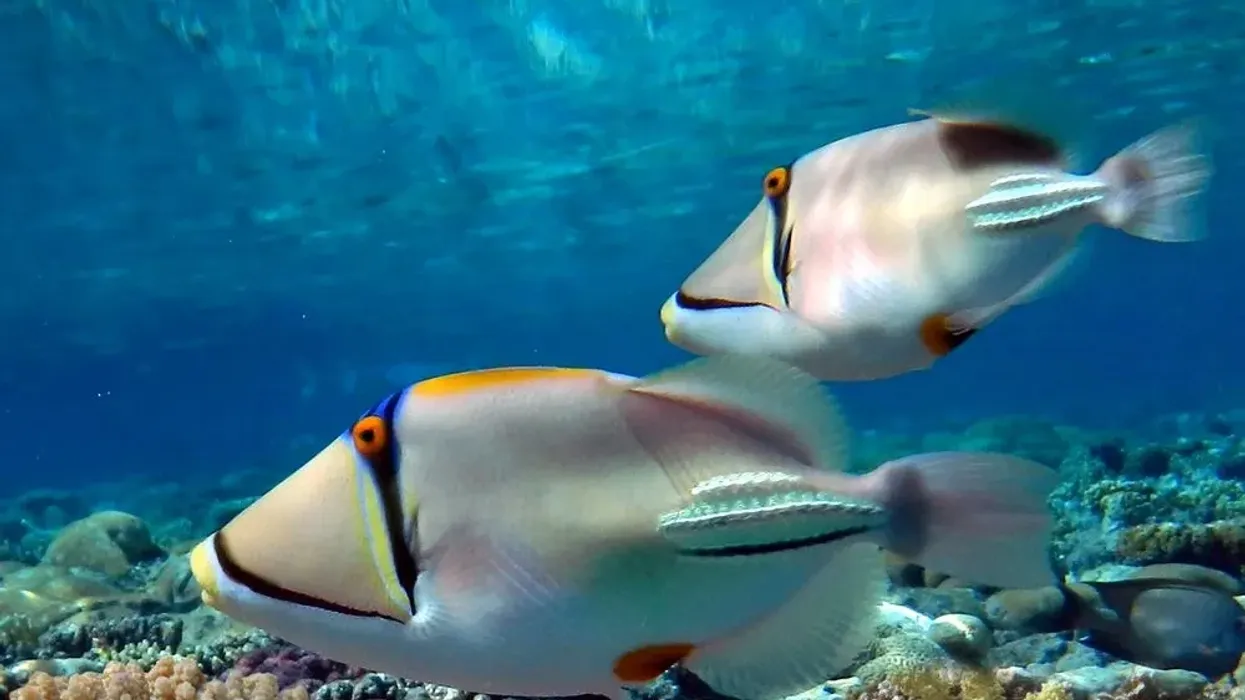 Picasso Triggerfish facts about the fish with Hawaiian name humuhumunukunukuāpuaʻa.