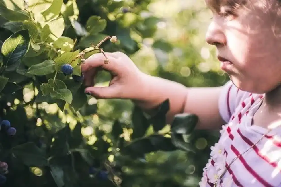 Pick Blueberries Day is a fun holiday dedicated to eating blueberries that potentially improve memory and lower blood sugar.