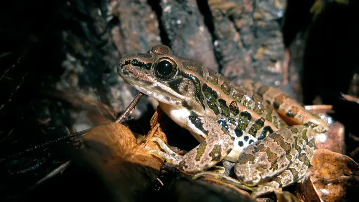 Pickerel frog facts are interesting to read.
