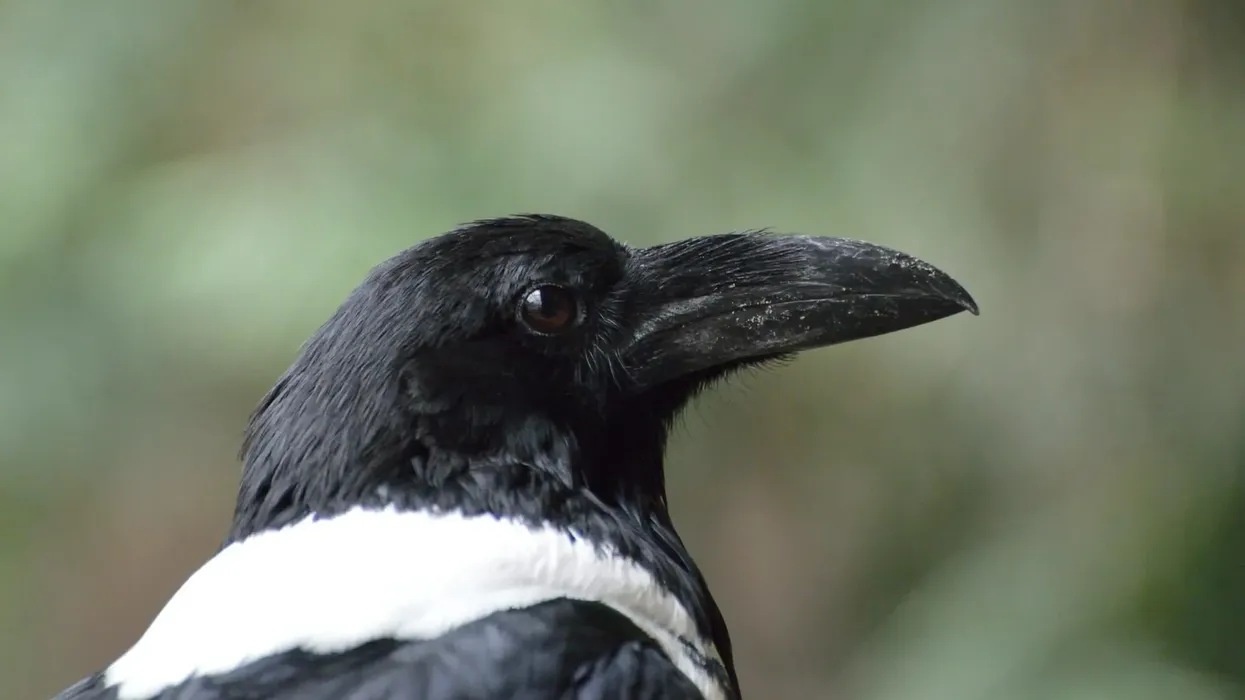 Pied crow facts about the bird who is capable of harassing large birds of prey.