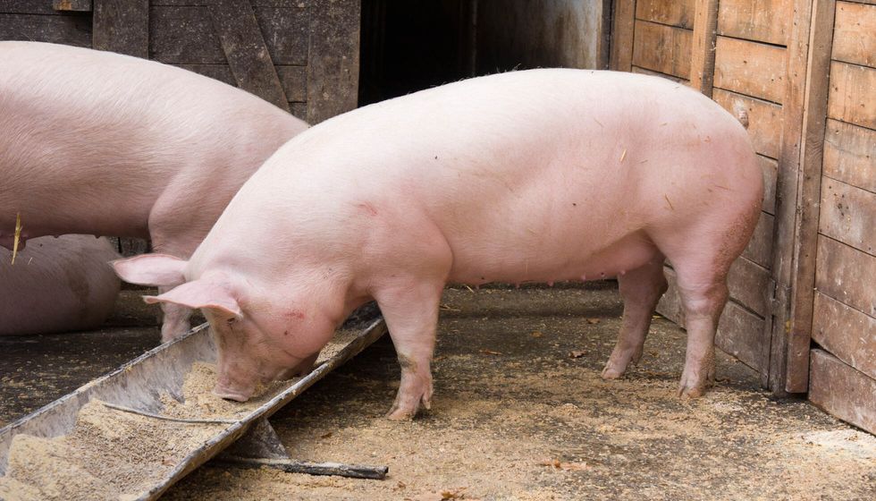 Pig eating in farm.