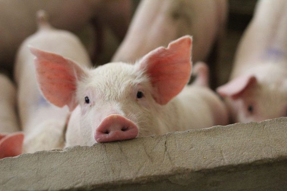 Pig looking in the camera.