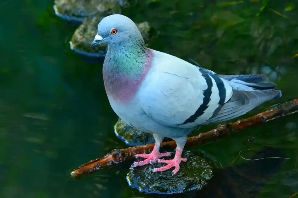 Pigeons are the most easily found birds, and pigeon eggs are also quite common.