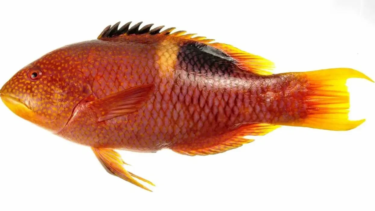 Pigfish facts are interesting to read.