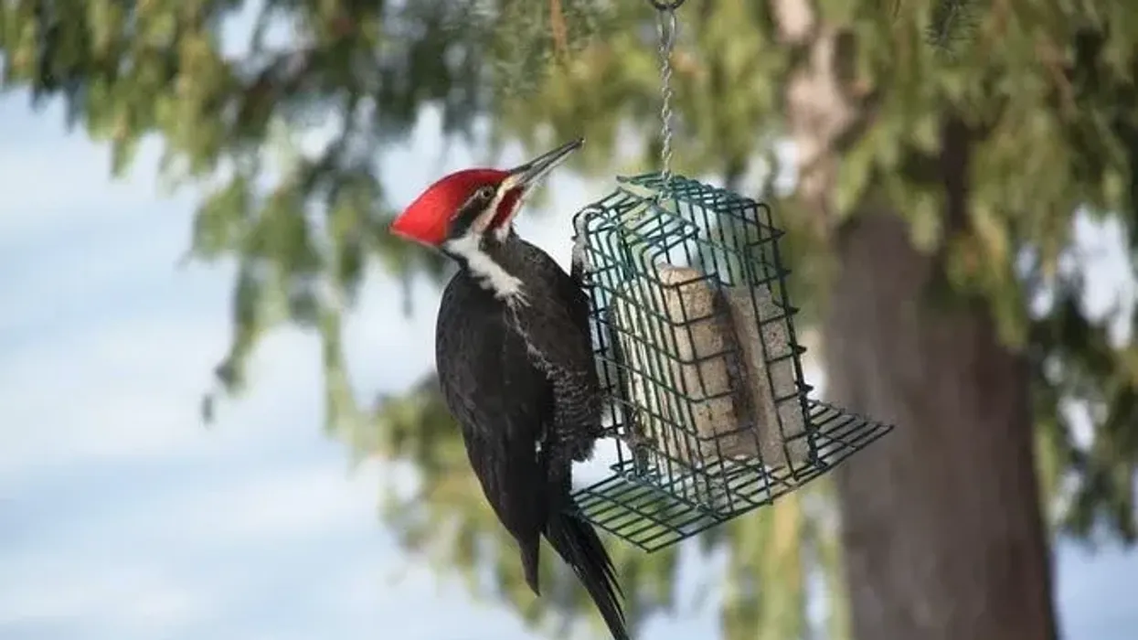 Pileated woodpecker facts about the North American bird